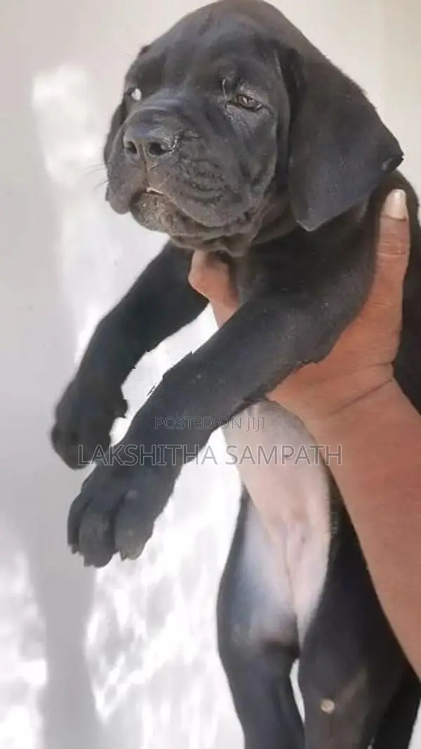 Cane Corso Puppies