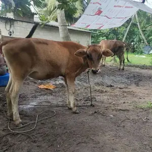 Cow