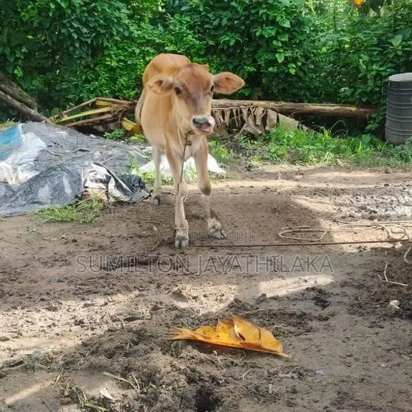 Cow