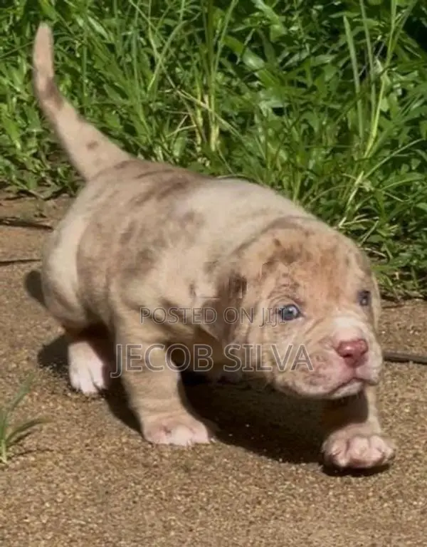 American Bully Puppies
