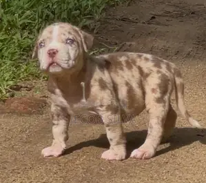 American Bully Puppies