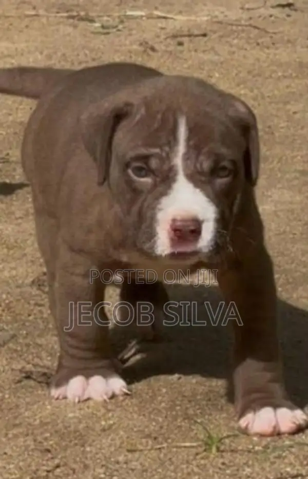 American Bully Puppies