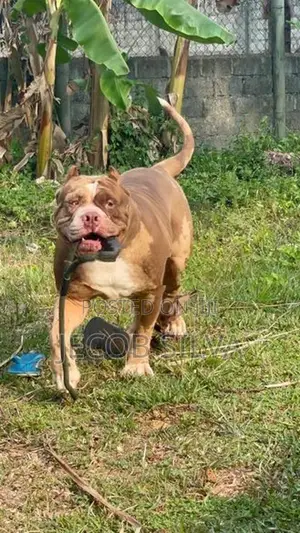 American Bully Puppies