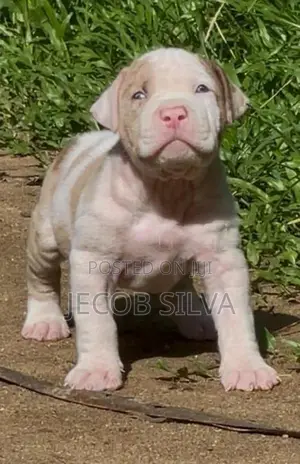 American Bully Puppies
