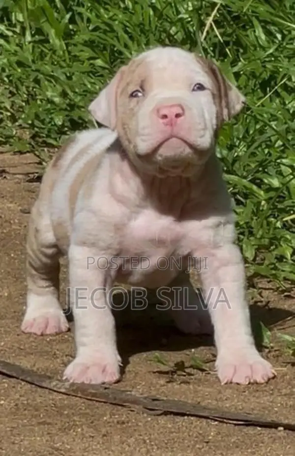 American Bully Puppies