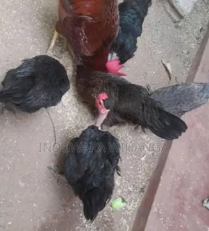 ගම් කිකිලියන්