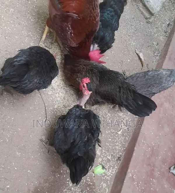 ගම් කිකිලියන්