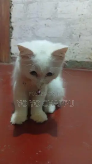 Persian Cat