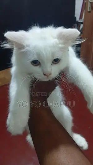 Persian Cat