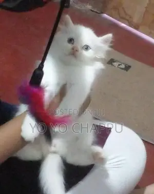 Persian Cat