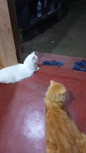 Persian Cat