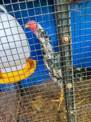 Shamo Rooster
