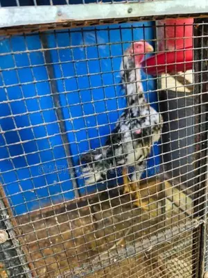 Shamo Rooster