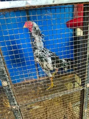 Shamo Rooster