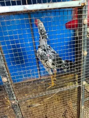 Shamo Rooster