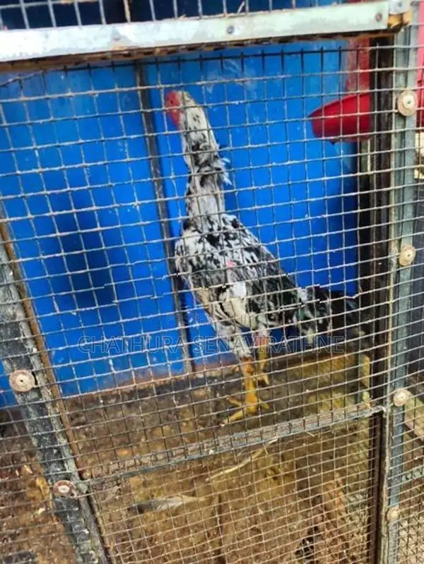 Shamo Rooster