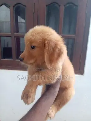 Golden Retriever Puppies