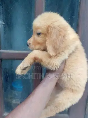 Golden Retriever Puppies