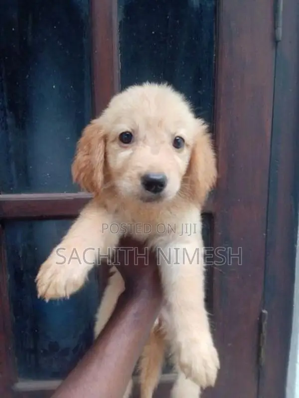 Golden Retriever Puppies