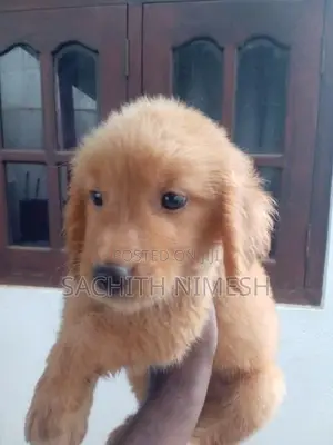Golden Retriever Puppies