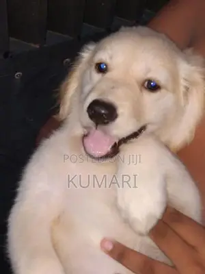 Golden Retriever Puppies