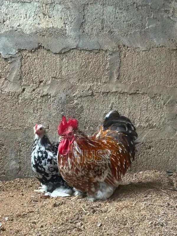 Cochin Chicken