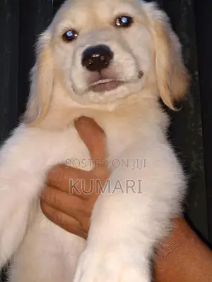 Golden Retriever Puppies