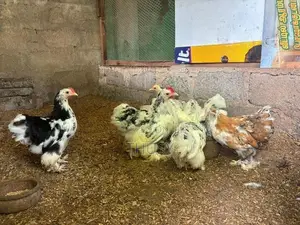 Cochin Chicken