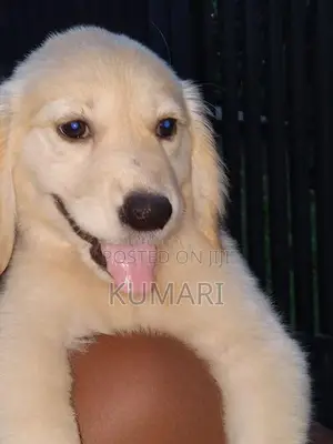 Golden Retriever Puppies