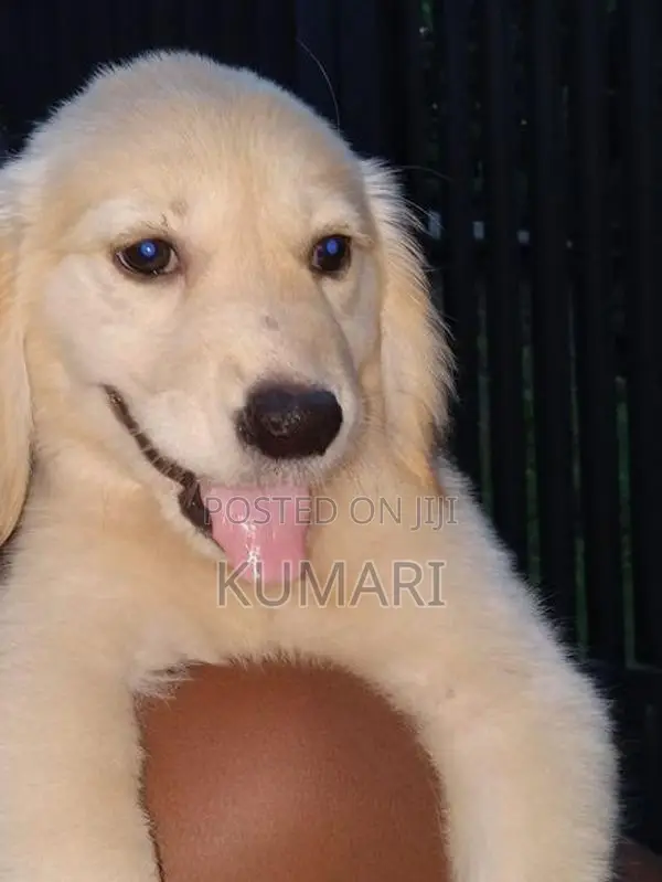 Golden Retriever Puppies