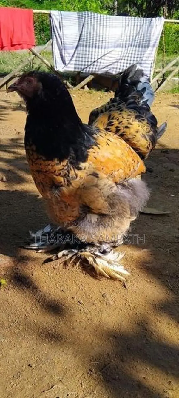 බ්‍රාමා ජොඩුව