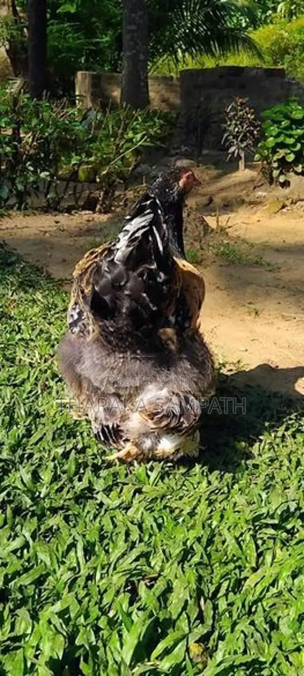 බ්‍රාමා ජොඩුව