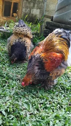 බ්‍රාමා ජොඩුව