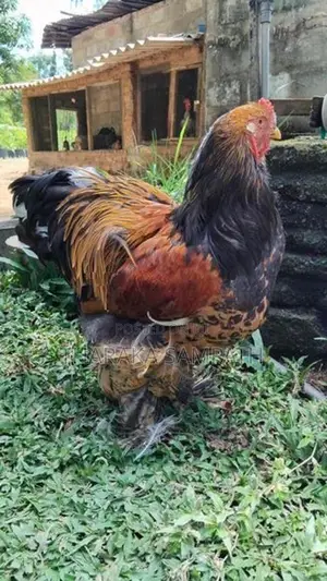 බ්‍රාමා ජොඩුව