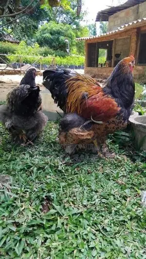 බ්‍රාමා ජොඩුව