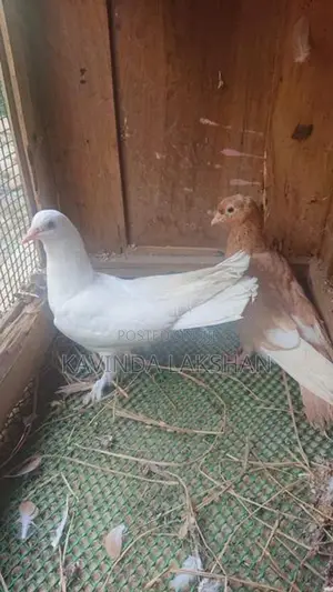 Pigeons