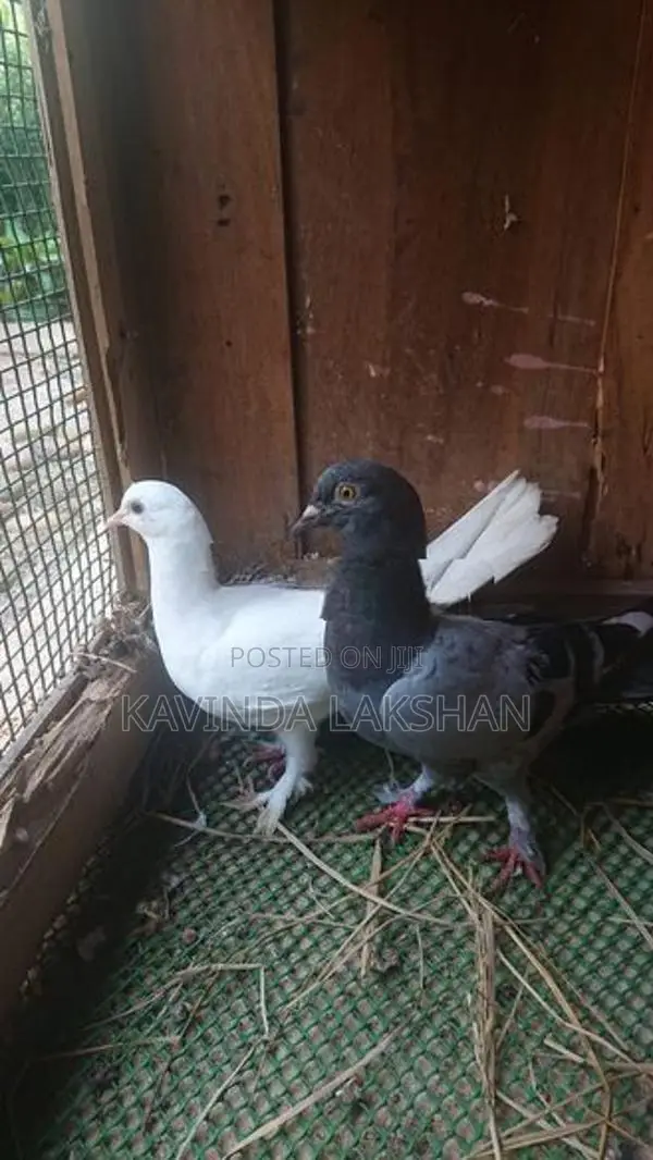 Pigeons