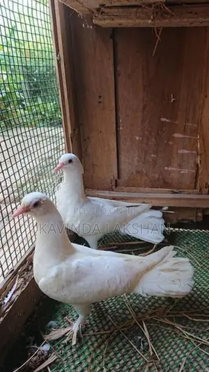 Pigeons