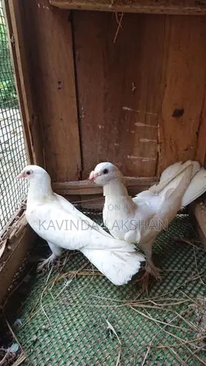 Pigeons