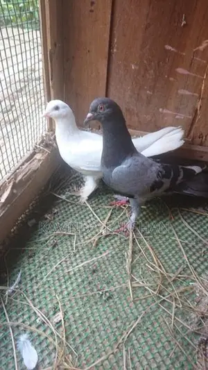 Pigeons