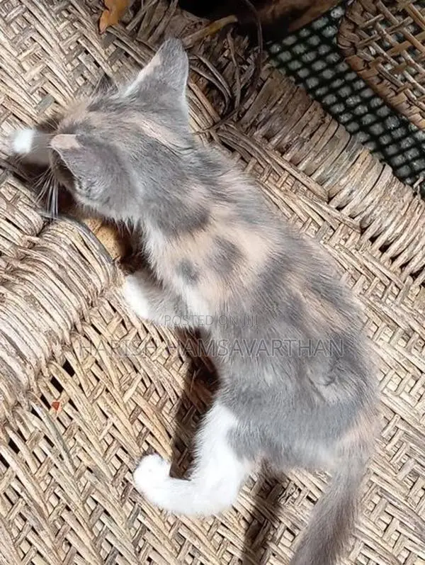 perison mixed crose kittens