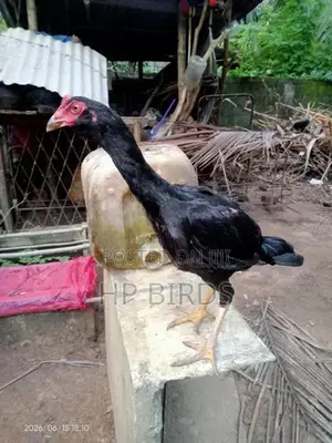 දෑති කිකිලි