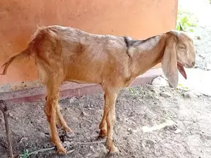 Goat