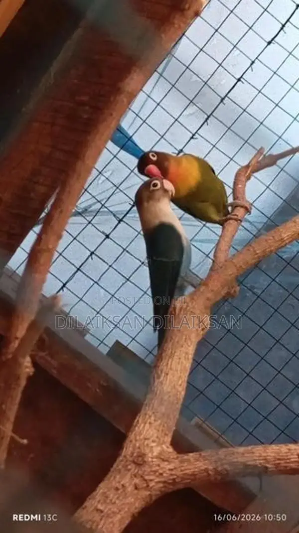 African Love Birds