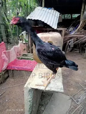 දෑති කිකිලි