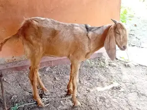 Goat