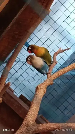 African Love Birds