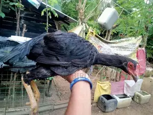 දෑති කිකිලි