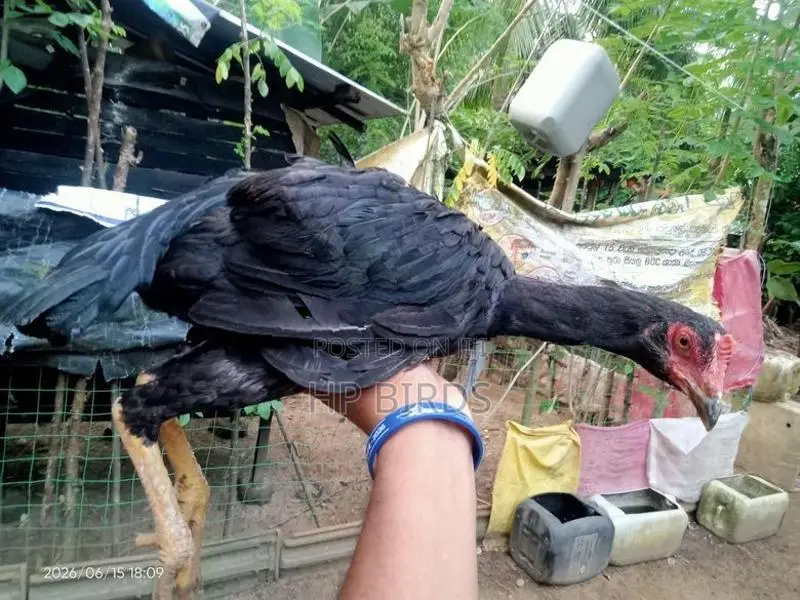 දෑති කිකිලි