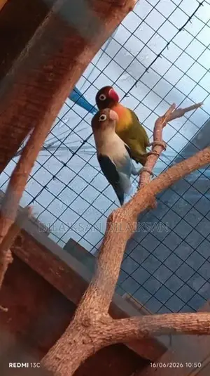 African Love Birds